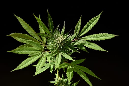 Cannabis is no longer subject to the Narcotics Act (BtMG). Adults aged 18 and over are allowed to own up to 3 plants.  Cannabis is no longer subject to the Narcotics Act (BtMG). Adults aged 18 and over are allowed to own up to 3 plants