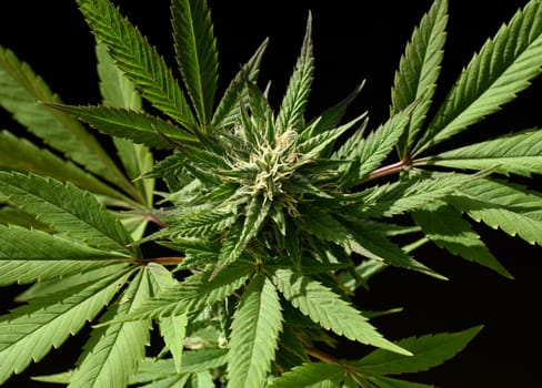 Cannabis is no longer subject to the Narcotics Act (BtMG). Adults aged 18 and over are allowed to own up to 3 plants.  Cannabis is no longer subject to the Narcotics Act (BtMG). Adults aged 18 and over are allowed to own up to 3 plants
