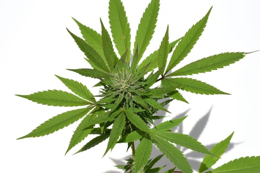 Cannabis is no longer subject to the Narcotics Act (BtMG). Adults aged 18 and over are allowed to own up to 3 plants.  Cannabis is no longer subject to the Narcotics Act (BtMG). Adults aged 18 and over are allowed to own up to 3 plants