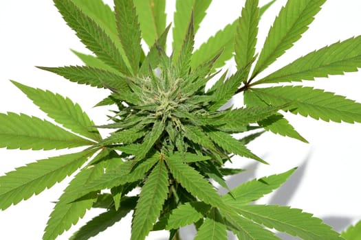 Cannabis is no longer subject to the Narcotics Act (BtMG). Adults aged 18 and over are allowed to own up to 3 plants.  Cannabis is no longer subject to the Narcotics Act (BtMG). Adults aged 18 and over are allowed to own up to 3 plants