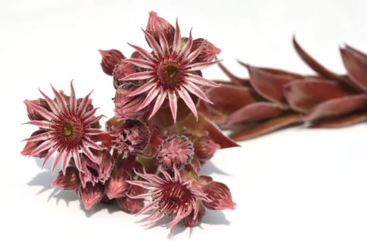 Houseleek,Sempervivum,tectorum,is a medicinal plant and an alpine flower with red flowers. Houseleek,Sempervivum,tectorum,is a medicinal plant and an alpine flower with red flowers.