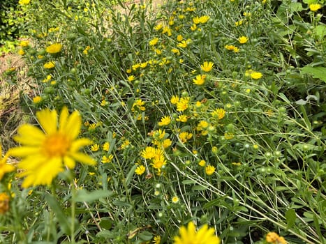Grindelia the Canadian gumwort,Grindelia integrifolia is an important medicinal plant. Grindelie the Canadian gum herb,Grindelia integrifolia is an important medicinal plant.