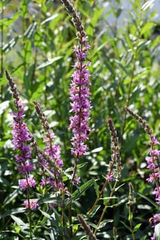 Loosestrife,Lythrum salicaria is a wild medicinal plant with purple flowers. Loosestrife,Lythrum salicaria is a wild medicinal plant with purple flowers.