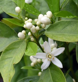 Orange,Citrus sinensis,is an exotic fruit that is also used dried as a fragrance enhancer. Orange,Citrus sinensis,is an exotic fruit that is also used as a fragrance when dried.