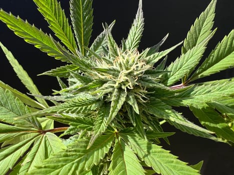 Cannabis is no longer subject to the Narcotics Act (BtMG). Adults aged 18 and over are allowed to own up to 3 plants.  Cannabis is no longer subject to the Narcotics Act (BtMG). Adults aged 18 and over are allowed to own up to 3 plants