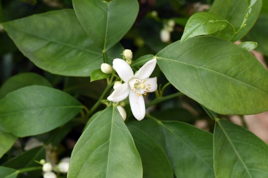 Orange,Citrus sinensis,is an exotic fruit that is also used dried as a fragrance enhancer. Orange,Citrus sinensis,is an exotic fruit that is also used as a fragrance when dried.