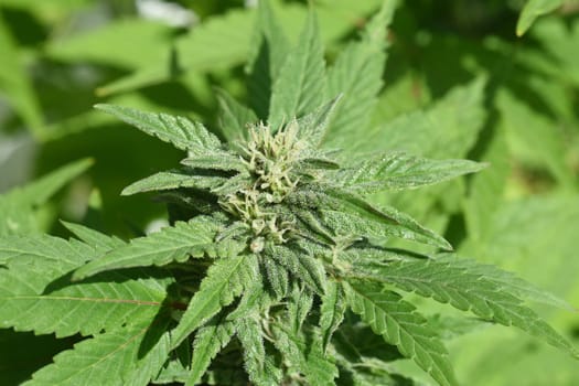 Cannabis is no longer subject to the Narcotics Act (BtMG). Adults aged 18 and over are allowed to own up to 3 plants.  Cannabis is no longer subject to the Narcotics Act (BtMG). Adults aged 18 and over are allowed to own up to 3 plants