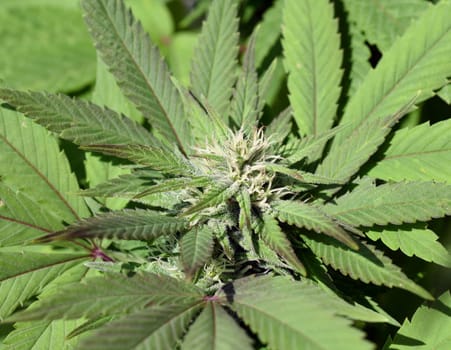 Cannabis is no longer subject to the Narcotics Act (BtMG). Adults aged 18 and over are allowed to own up to 3 plants.  Cannabis is no longer subject to the Narcotics Act (BtMG). Adults aged 18 and over are allowed to own up to 3 plants