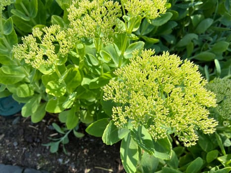 Tall stonecrop,Sedum is an upholstery perennial and is also used as a medicinal plant. Tall stonecrop,Sedum is a cushion perennial and is also used as a medicinal plant.