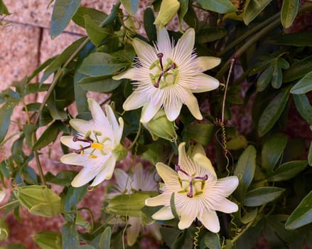 Passionflower,Passiflora,caerulea is a climbing and medicinal plant with beautiful blue flowers. Passion flower,Passiflora,caerulea is a climbing and medicinal plant with beautiful blue flowers.