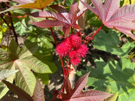 Castor,Ricinus Communis is a poisonous and medicinal plant with red flowers and poisonous beans. Castor oil,Ricinus communis,is a poisonous and medicinal plant with red flowers and poisonous beans.
