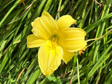 Daylily,Hemerocallis,is a beautiful summer flower with partly yellow,red or orange flowers. Daylily,Hemerocallis,is a beautiful summer flower with partly yellow,red or orange flowers