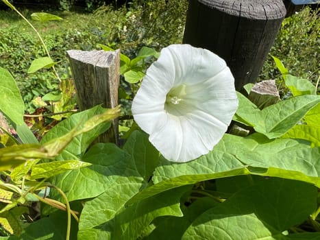 Morning glory,Convolvulus pulcher,is a climbing plant with white flowers that likes to overgrow all other plants. Hedge bindweed,Convolvulus pulcher,is a climbing plant with white flowers that likes to overgrow all other plants.