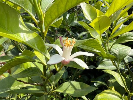 Lemon blossom,Citrus limon exudes a strong,lovely scent. Lemon blossom,Citrus limon exudes a strong,sweet scent.