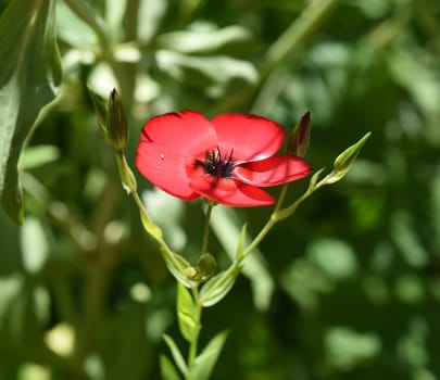Red flax,Linum grandiflorum,annual summer flower with bright red flowers. Red flax,Linum grandiflorum,annual summer flower with bright red flowers