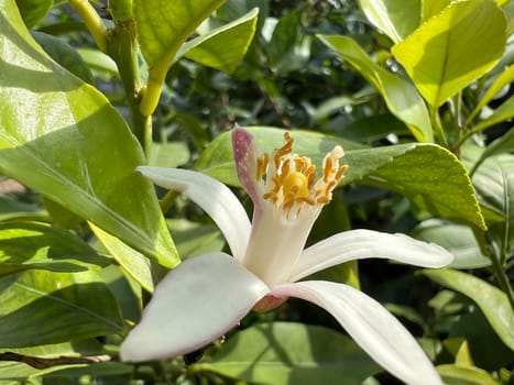 Lemon blossom,Citrus limon exudes a strong,lovely scent. Lemon blossom,Citrus limon exudes a strong,sweet scent.