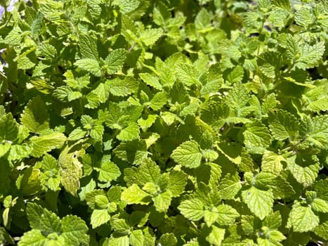 Lemon balm Melissa officinalis is an important medicinal plant and a fragrant plant with white flowers. It is a beautiful perennial and is also used in medicine. Lemon balm Melissa officinalis,is an important medicinal plant and an aromatic plant with white flowers. It is a beautiful perennial and is also used in medicine.
