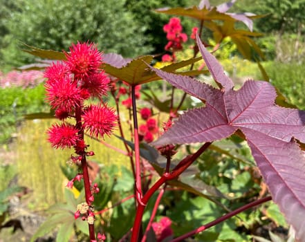 Castor,Ricinus Communis is a poisonous and medicinal plant with red flowers and poisonous beans. Castor oil,Ricinus communis,is a poisonous and medicinal plant with red flowers and poisonous beans.