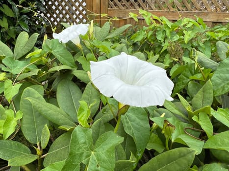 Morning glory,Convolvulus pulcher,is a climbing plant with white flowers that likes to overgrow all other plants. Hedge bindweed,Convolvulus pulcher,is a climbing plant with white flowers that likes to overgrow all other plants.