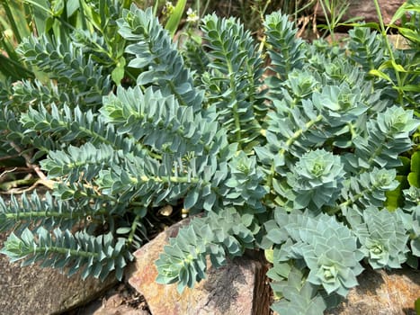 Euphorbia myrsinites is a beautiful plant with green flowers. Roller spurge is a beautiful plant with green flowers.