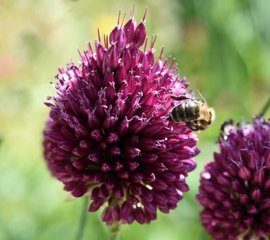 Allium is a beautiful ornamental plant in the garden and has purple flowers. Ornamental Lily,Allium is a beautiful ornamental plant in the garden and has purple flowers.