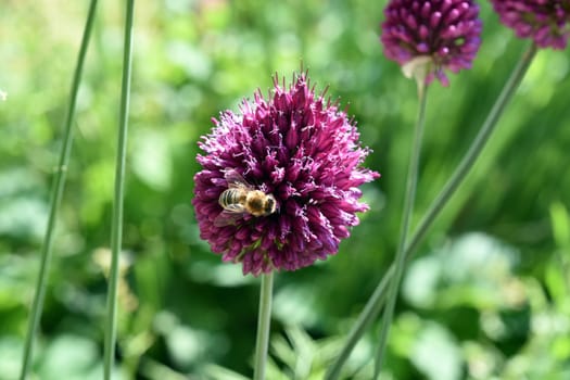 Allium is a beautiful ornamental plant in the garden and has purple flowers. Ornamental Lily,Allium is a beautiful ornamental plant in the garden and has purple flowers.