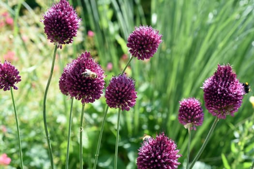 Allium is a beautiful ornamental plant in the garden and has purple flowers. Ornamental Lily,Allium is a beautiful ornamental plant in the garden and has purple flowers.