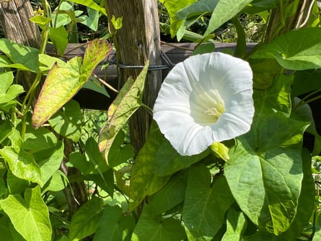 Morning glory,Convolvulus pulcher,is a climbing plant with white flowers that likes to overgrow all other plants. Hedge bindweed,Convolvulus pulcher,is a climbing plant with white flowers that likes to overgrow all other plants.