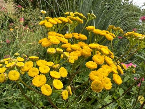 Tansy,Tanecetum vulgare is a medicinal plant with beautiful yellow flowers. Tanny,Tanecetum vulgare is a medicinal plant with beautiful yellow flowers.