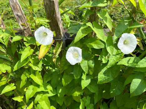 Morning glory,Convolvulus pulcher,is a climbing plant with white flowers that likes to overgrow all other plants. Hedge bindweed,Convolvulus pulcher,is a climbing plant with white flowers that likes to overgrow all other plants.