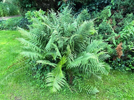 Worm fern,Dryopteris filix-mas,is a poisonous forest plant that is also used as a medicinal plant. Worm fern,Dryopteris filix-mas,is a poisonous forest plant that is also used as a medicinal plant
