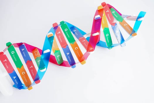 DNA molecule spiral structure model isolated on white background, chromosome and gene chemical science biology.
