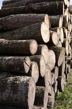 Pile of wood logs. Natural wooden background with closeup of clean cut of chopped firewood logs.