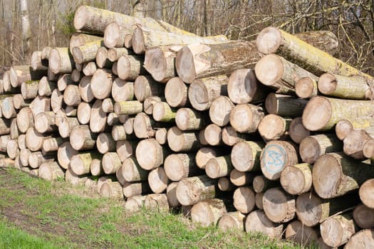 Pile of wood logs. Natural wooden background with closeup of clean cut of chopped firewood logs.