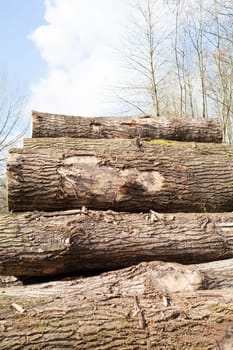 Pile of wood logs. Natural wooden background with closeup of clean cut of chopped firewood logs.