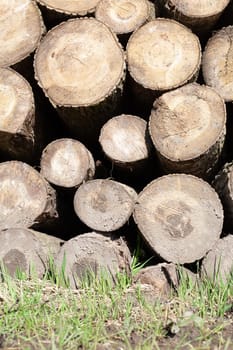 Pile of wood logs. Natural wooden background with closeup of clean cut of chopped firewood logs.