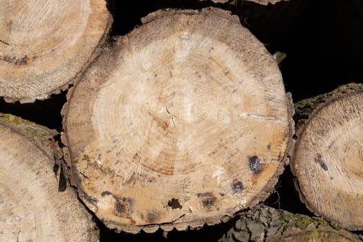 Pile of wood logs. Natural wooden background with closeup of clean cut of chopped firewood logs.