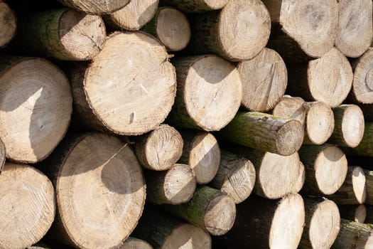 Pile of wood logs. Natural wooden background with closeup of clean cut of chopped firewood logs.