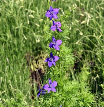 Delphinium,consolida ajacis is a wild and medicinal plant with blue flowers. Barnacle spur,consolida ajacis is a wild and medicinal plant with blue flowers.