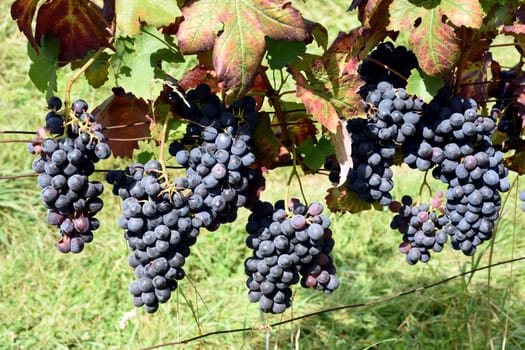 Barbera red wine,Vitis vinifera,is a wine that is mainly grown in Italy. Barbera,Red wine,Vitis vinifera,is a wine that is mainly grown in Italy