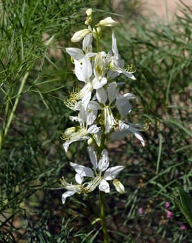 Delphinium,consolida ajacis is a wild and medicinal plant with blue flowers. Barnacle spur,consolida ajacis is a wild and medicinal plant with blue flowers.