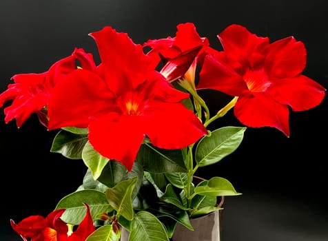 Dipladenia is a perennial bloomer with white,red and pink flowers,but not hardy. Dipladenia is a perennial bloomer with white,red and pink flowers,but is not winter hardy.