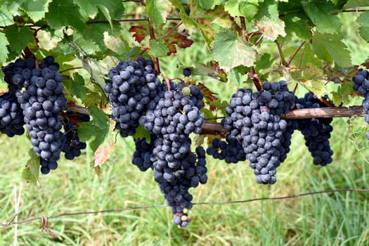 Carbernet Sauvignon,red wine,Vitis,vinifera,France,is a wine that is mainly grown in France. Carbernet Sauvignon,red wine,Vitis,vinifera,France,is a wine that is mainly grown in France.