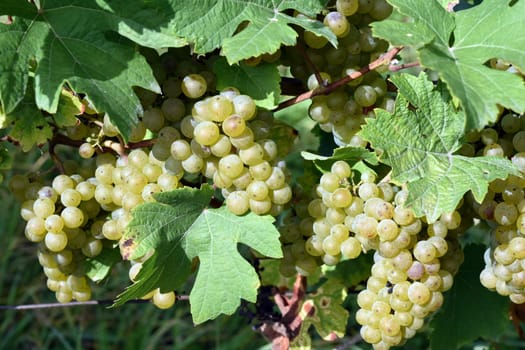 Ehrenfelser white wine,Vitis vinifera,is a wine that is mainly grown in Germany. Ehrenfelser,white wine,Vitis,vinifera,is a wine that is mainly grown in Germany