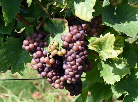 Pinot Gris,Pinot Gris,Rulaender,is a white wine that is mainly grown in Germany. Grauer Burgunder,Pinot Gris,Rulaender,White wine,Vitis vinifera,is a wine that is mainly grown in Germany