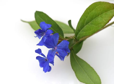 Leadroot,Cerastostigma,Wiimottiana is an important medicinal plant and a flower with blue flowers. Leadwort,Cerastostigma,Wiimottiana is an important medicinal plant and a flower with blue flowers.