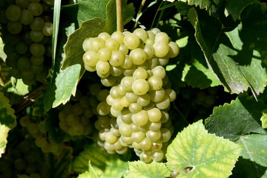 Chardonay,Chablis,Chabli,Champagne,France,White wine,is a wine that is mainly grown in France. Chardonay,Chablis,Chabli,Champagne,France,white wine,is a wine that is mainly grown in France.