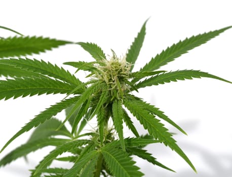 Hemp,cannabis indica is a useful and narcotic plant that is also used in medicine. Hemp,cannabis indica is a useful and narcotic plant that is also used in medicine.