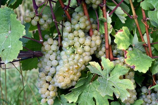 Ehrenfelser white wine,Vitis vinifera,is a wine that is mainly grown in Germany. Ehrenfelser,white wine,Vitis,vinifera,is a wine that is mainly grown in Germany