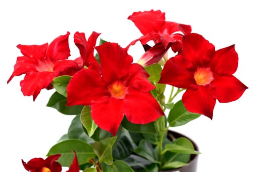 Dipladenia is a perennial bloomer with white,red and pink flowers,but not hardy. Dipladenia is a perennial bloomer with white,red and pink flowers,but is not winter hardy.